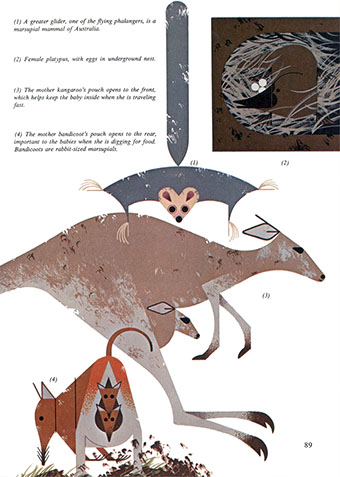 Golden Book of Biology | Marsupials | Charley Harper Prints | For Sale