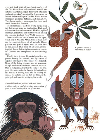 Golden Book of Biology | Primate | Charley Harper Prints | For Sale