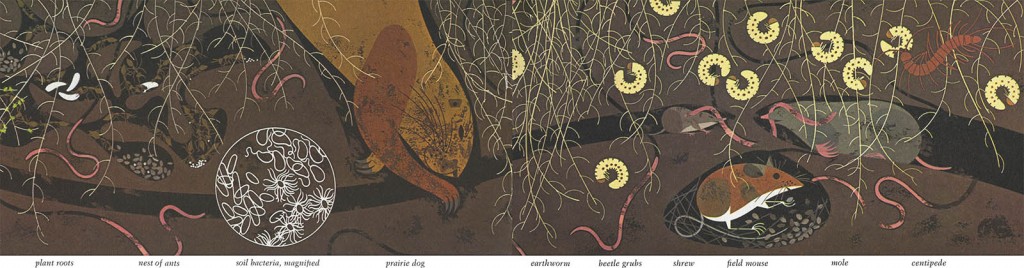 Golden Book of Biology | Prarie | Charley Harper Prints | For Sale